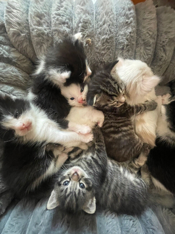 4 kittens for sale