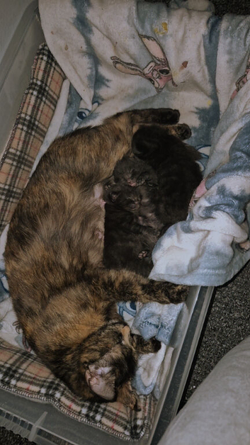 Selling 3 tortoiseshell mixed bombay kittens