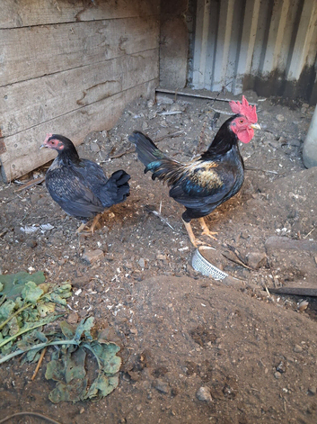 Miniature game birds