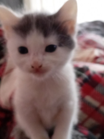 Kittens have just been weaned and litter trained