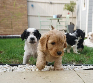 Gorgeous litter of 8 cockapoo puppies