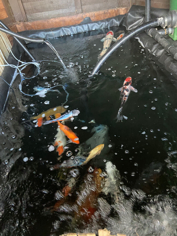 Koi for sale