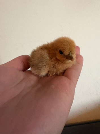 Day old silkie chicks for sale