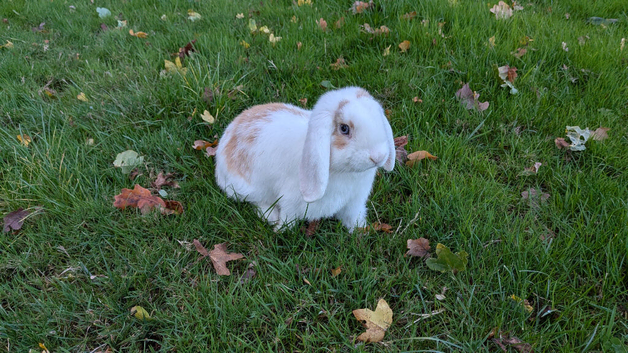 Young male mini lop for sale
