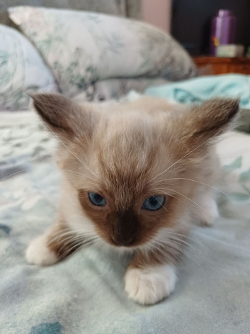 2 Pure Colourpoint  Mitted Ragdoll Kittens.
