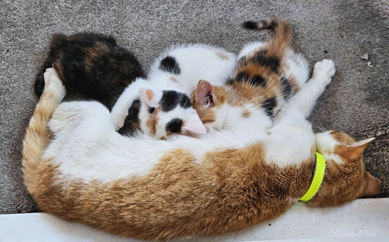 Gorgeous Kittens - Reduced