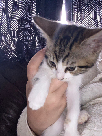 Kitten for rehoming