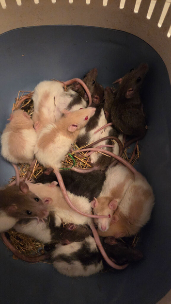 Mix of 35 males.and male