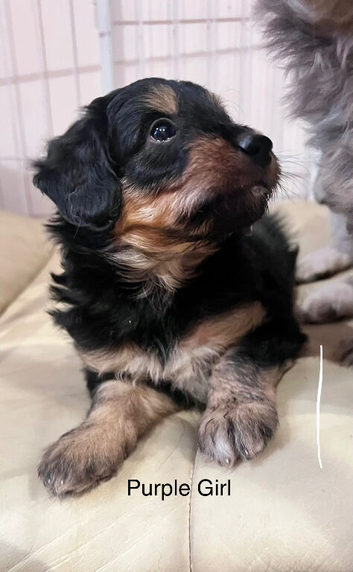 Lassie/Border Collie X Miniature Poodle