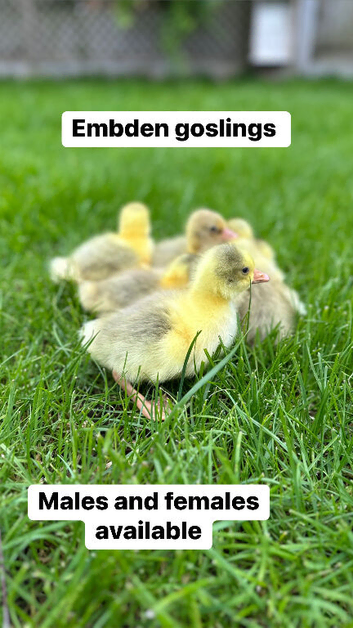 Day old female goslings