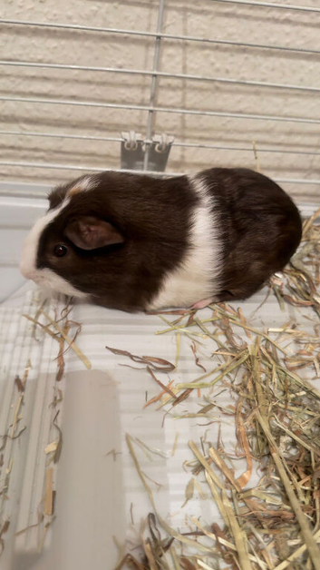 Bonded Father & Son Guinea Pigs &ndash; Must Stay Together