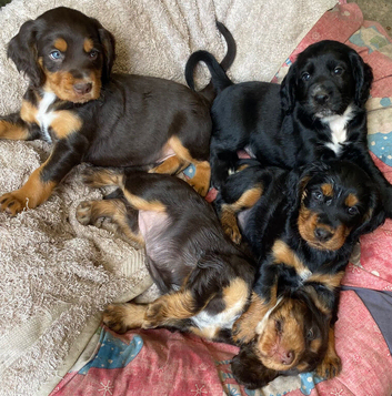 Working Cocker Spaniel Black Boy