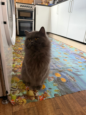 Boy British longhair blue
