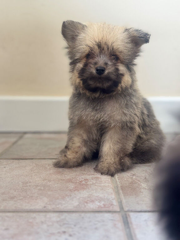 8 Weeks Old - Cavachon &times; Pomeranian Puppies