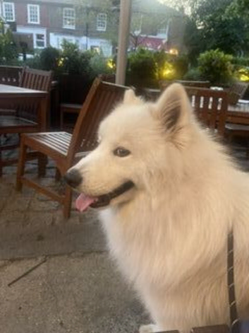 1 year old male Samoyed