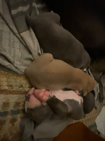 Puppy's available