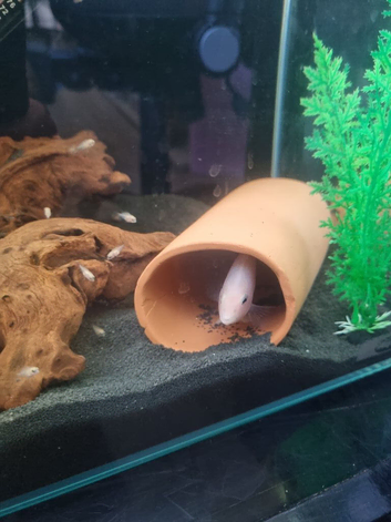 CICHLIDS BABIES