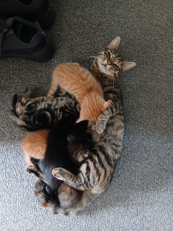 4 adorable kittens