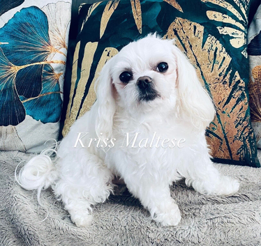 Kc Korean bloodine Maltese boy for  STUD