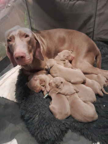 Weimaraner puppies ready to go gunalt lineage