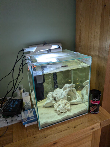 Clown loaches and tetra and Siamese fighter with tank