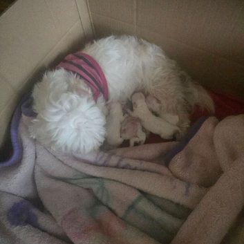 Adorable Puppies Available &ndash; 2 Boys & 1 Girl