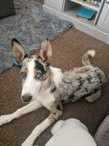 Tri colour Merle Male 6 Months old