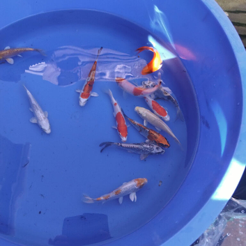 5 to 6 inch Koi High Grade &pound;12