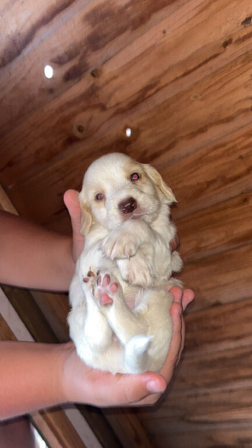 F1 cocker spaniel puppies