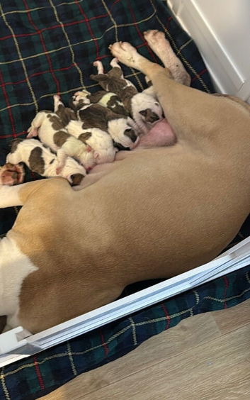 American Bulldog Puppies