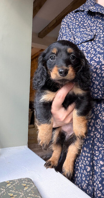 * READY TO GO NOW * KC Reg Miniature long haired dachshund puppies