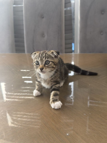 3 ginger kitten and one Scottish fold mix breed