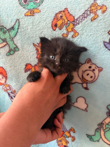 Kittens