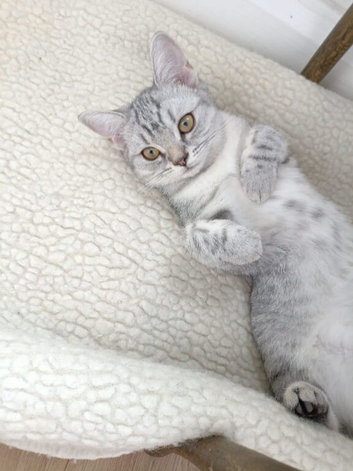 British shorthair kitten
