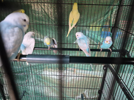 Baby Budgies for sale