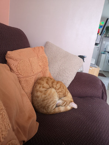 Orange cat