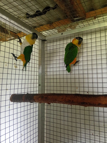 Black headed caique