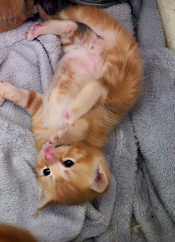 Beautiful kittens