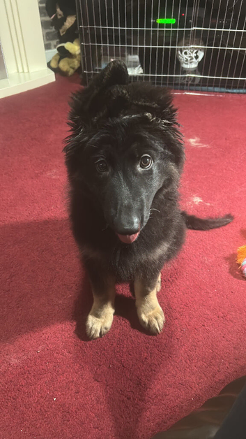 Beautiful Black and Tan female German shepherd