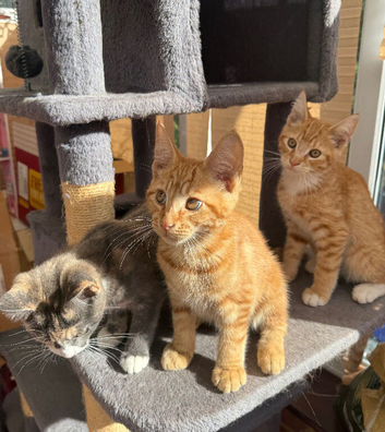 TORTOISESHELL MAINE COON X KITTENS