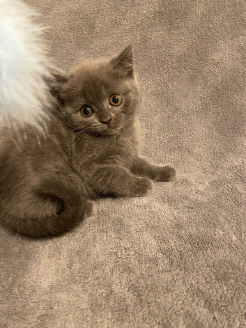 Bsh kitten