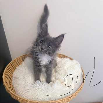 Maine coons