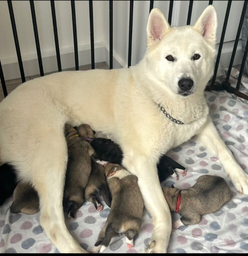7 chunky husky puppies