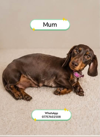 Miniature Dachshund Puppies