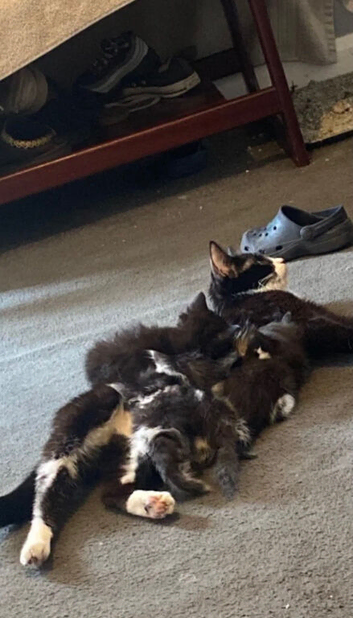 Tuxedo female kitten