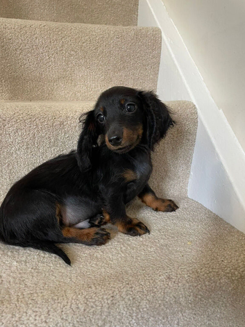 Long haired mini dachshund puppy