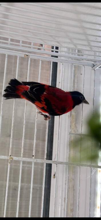 RED SISKIN