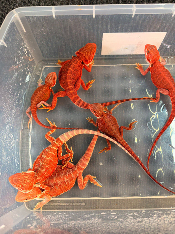 BABY BEARDED DRAGONS FOR SALE &ndash; STUNNING COLOURS & PREMIUM BLOODLINES