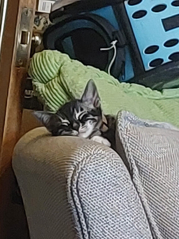 Half Bengal kittnes