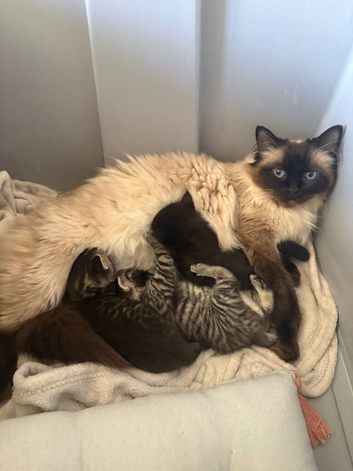 Half ragdoll kittens for sale *reduced*